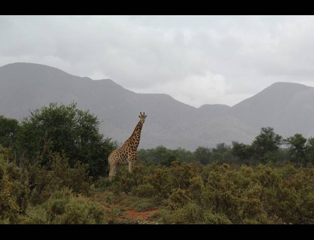 1,298HA FARM FOR SALE IN WILLOWMORE RURAL